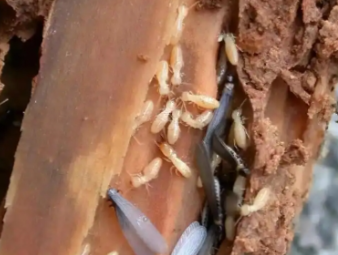 托克托白蚁防治公司分享低层住宅白蚁高发，一楼住户专属防虫防护指南